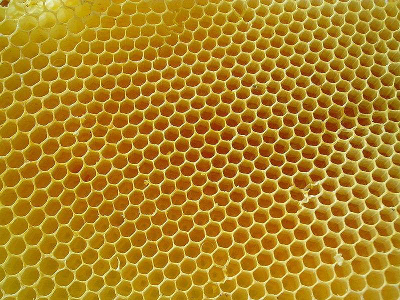 File:Honeycombs-rayons-de-miel-2.jpg