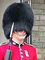 Brytyjski żołnierz z Royal Horse Guards w bermycy