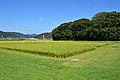 Sacred rice fields