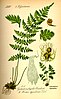 Woodsia alpina