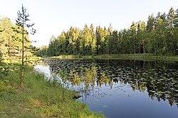 Kortejärven pohjoisosaa