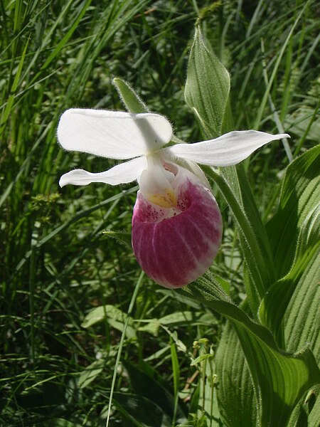 File:Lady slipper.JPG