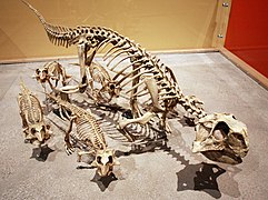 Psittacosaurus family.jpg