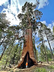 Resurrection Tree, Big Stump Grove