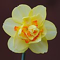Unidentified Narcissus cultivar