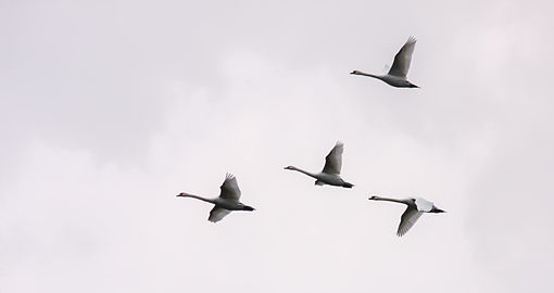 Fliegende Schwäne über dem Wiesensee