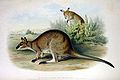 Macropus rufogriseus