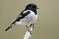 Hooded robin, male