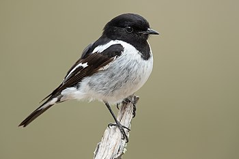 Male hooded robin