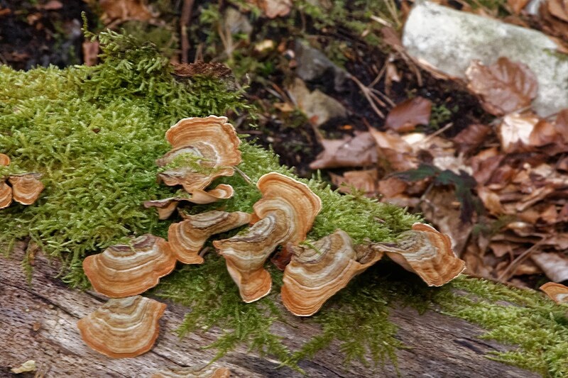 File:Mensularia nodulosa-Polypore du hêtre 2-20170311.jpg