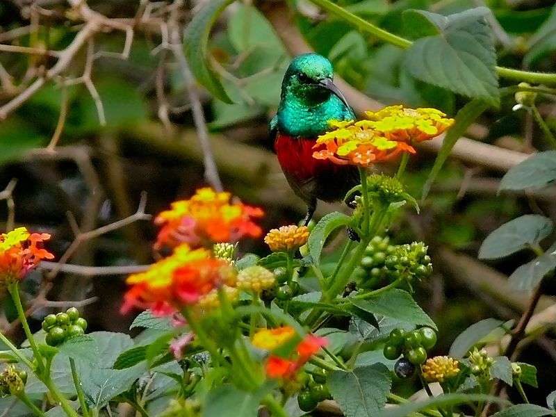 File:Olive-bellied Sunbird (Cinnyris chloropygius) (6930453958).jpg