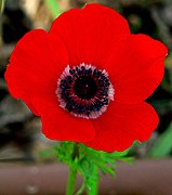 Anemone coronaria Type species