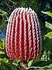 Banksia menziesii