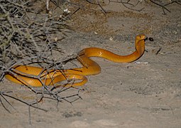 Cape Cobra (Naja nivea) (47049105972).jpg