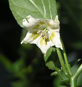 Flor de Capsicum bacatuum