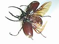 Chalcosoma atlas