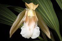 Coelogyne speciosa