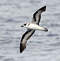 Black-capped petrel