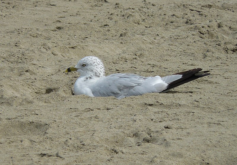 File:Ring-billed Gull.jpg