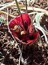 Monkey beetle on Romulea monadelpha