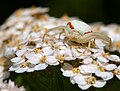 Misumena vatia (female)