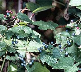 Trumpakotis vytenis (Ampelopsis brevipedunculata)