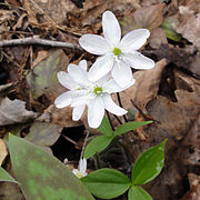 Anemone acutiloba