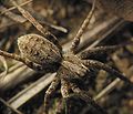 Lycosidae (de: Spinnen) Seeltersk: Spinnen