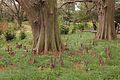 Cypress knees, Shinjuku park, Tokyo