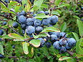 Closeup of Blackthorn with Sloe berries, image taken north west of Gothenburg, Sweden.