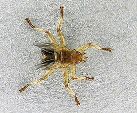 Tervapääskyntäikärpänen (Crataerina pallida)