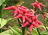 The brightly colored red bracts and flowers of Euphorbia tithymaloides, a succulent spurge