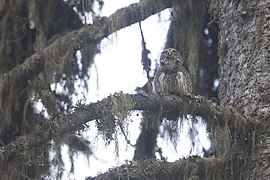 Glaucidium passerinum Rila Bulgaria Stefan Avramov 1.jpg