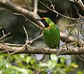 At Jayanti in Buxa Tiger Reserve in Jalpaiguri district of West Bengal, India.