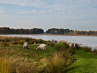 Begrazing door geiten op de Jilt Dijksheide