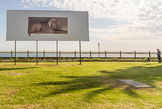 Hunde in Portugal