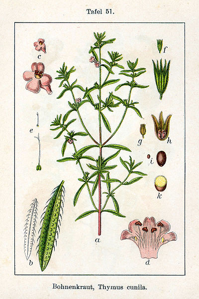 File:Satureja hortensis Sturm51.jpg