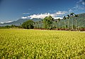 Rice paddy in Fengli, Shoufeng Township