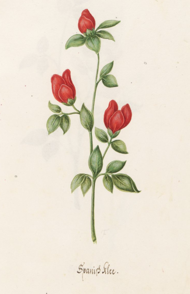 File:Magdalena Funck, watercolor, Spanish Clover, p. 530.png