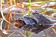 2017 Moorfrosch