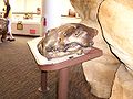 Wykonany z brązu odlew czaszki Panthera leo atrox, Muzeum Historii Naturalnej w San Diego