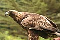 "Aquila_chrysaetos_Flickr.jpg" by User:Flickr upload bot