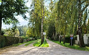 Birkenallee Dorfen südl Stadtpark.jpg