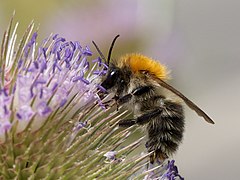 Bombus pascuorum