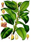 Ficus elastica — Фикус каучуконосный