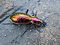 Carabus rutilans