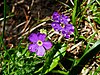 Primula farinosa