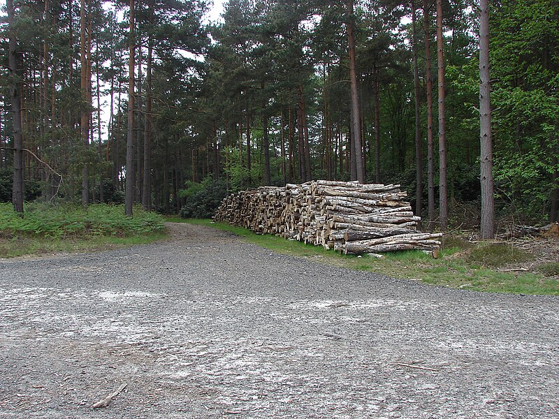 File:Swinley Forest, log pile - geograph.org.uk - 3491119.jpg