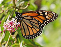 Danaus plexippus feeding