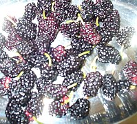 Morus nigra fruits MS.JPG